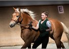 Pferd International 003